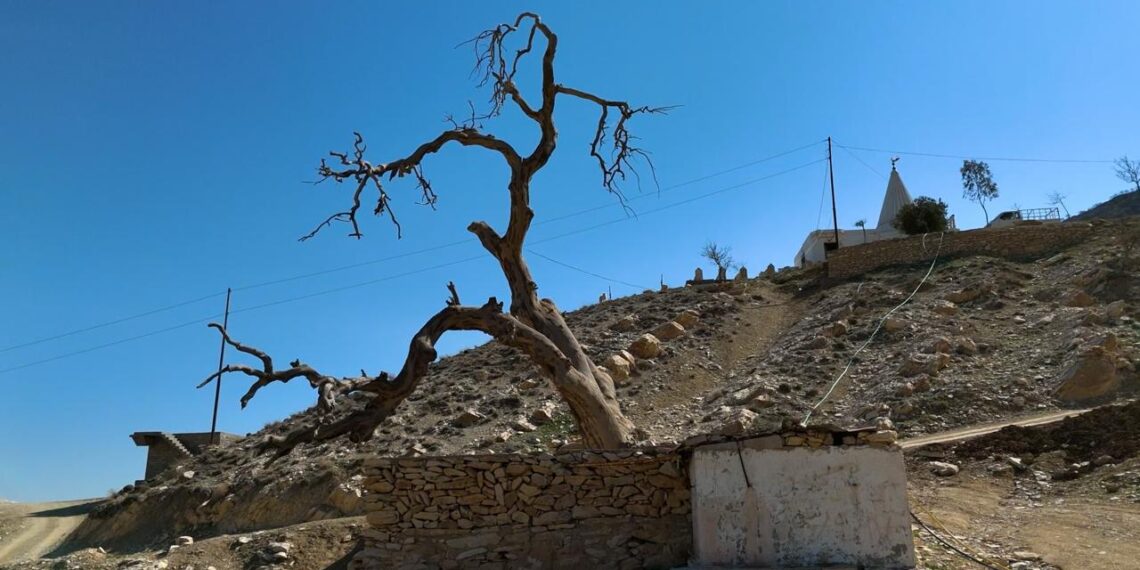 Şahidiya Dara Heso li Ber Sîbera  Quba Şêşims